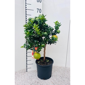 Citrus Chinotto Mandarine on stem