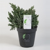 Juniperus Sq Blue Star