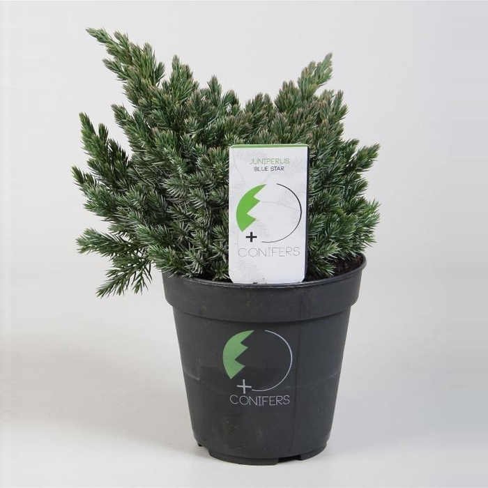 <h4>Juniperus Sq Blue Star</h4>