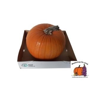 <h4>CUC MAXIMA HALLOWEEN</h4>