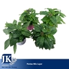 Pentas lanceolata