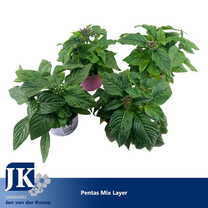 Pentas lanceolata