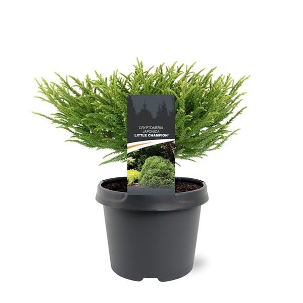 <h4>Cryptomeria japonica 'Little Champion'</h4>