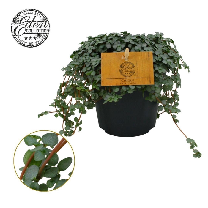 <h4>Pilea Glauca 12cm</h4>