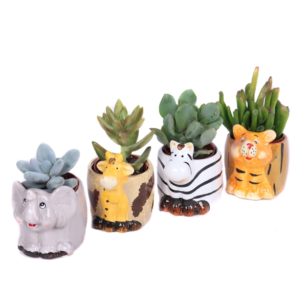 <h4>Succulent 5,5 cm in safari dieren planter</h4>