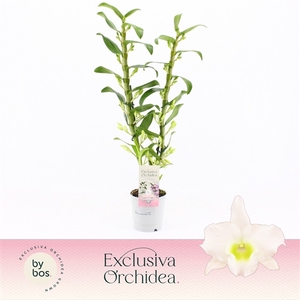 Dendrobium Nobilé, Apollon 2-spike 65+ cm 'Exclusiva Orchidea'