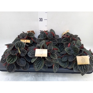 Peperomia