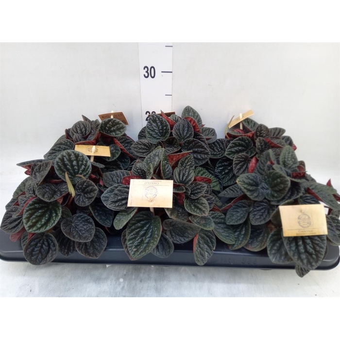 <h4>Peperomia</h4>