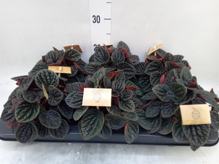 <h4>Peperomia</h4>