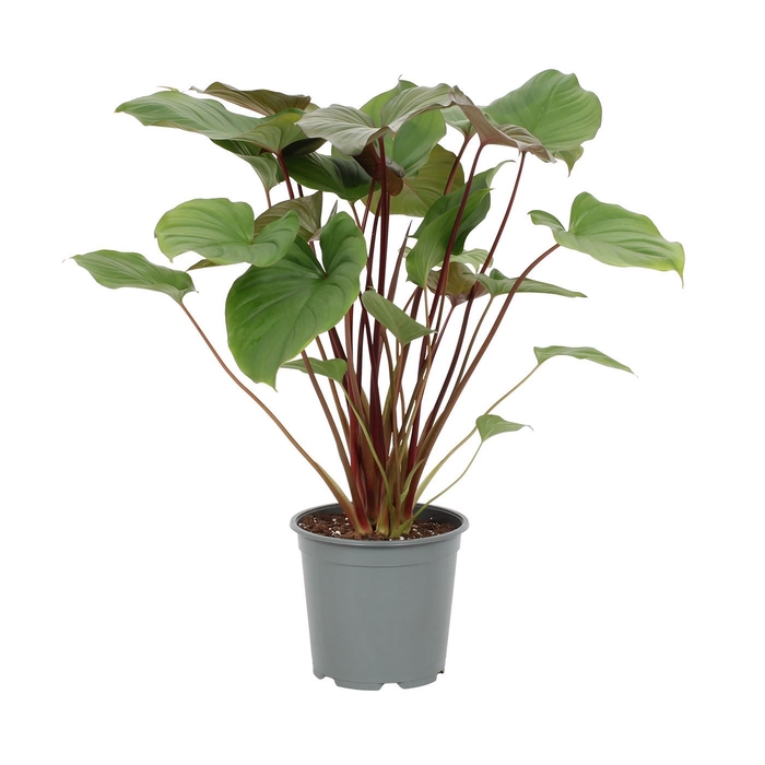 <h4>Homalomena rubescens 'Maggy'</h4>