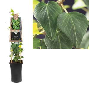 Hedera h. 'Natasja' +3.0 label