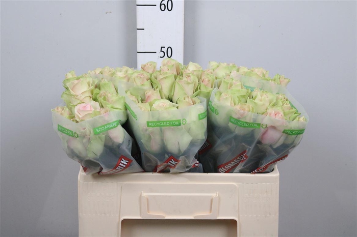 <h4>R Gr La Belle</h4>