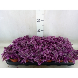Tradescantia zebr. 'Pink Paradise'