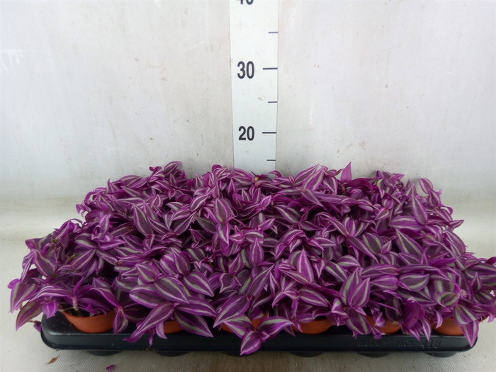 <h4>Tradescantia zebr. 'Pink Paradise'</h4>