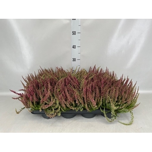 Calluna vulg. 'Garden G Athene'