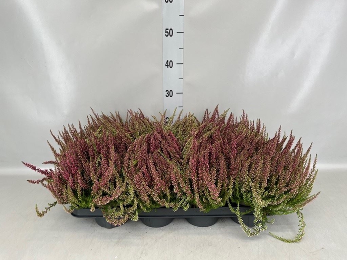 <h4>Calluna vulg. 'Garden G Athene'</h4>