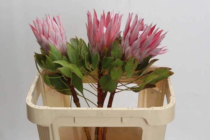 <h4>Protea Cynaroides</h4>