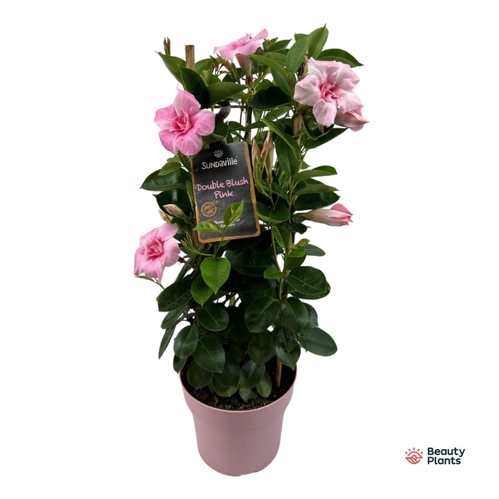 <h4>Mandevilla Sundaville Double Blush Pink in toren (Dipladenia)</h4>