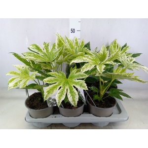 Fatsia japonica 'Variegata'