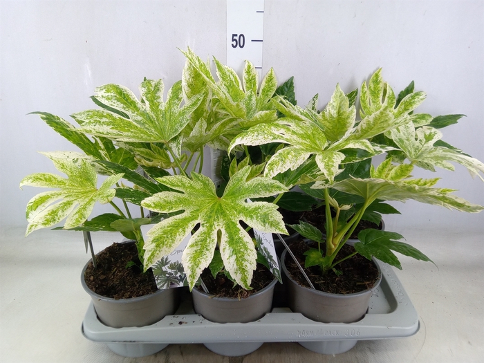 <h4>Fatsia japonica 'Variegata'</h4>