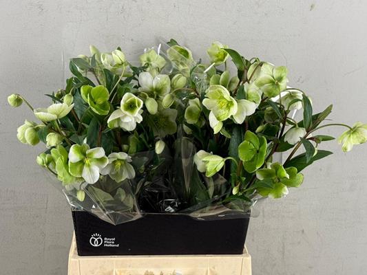 <h4>Helleborus Magnificent Bells</h4>