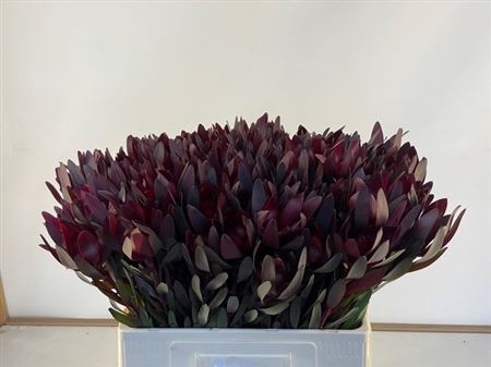 Leucadendron Safari Sunset