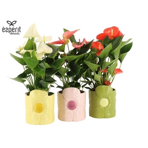 Anthurium Andreanum Grp gemengd