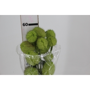 ASCLEPIAS PHYSOCARPA 060 CM