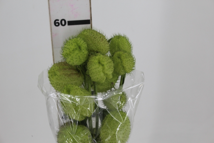 <h4>ASCLEPIAS PHYSOCARPA 060 CM</h4>