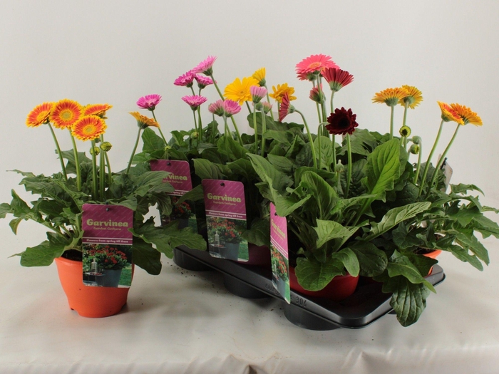 <h4>GERB GARVIN GEM</h4>