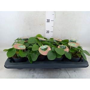 Pilea peperomioides