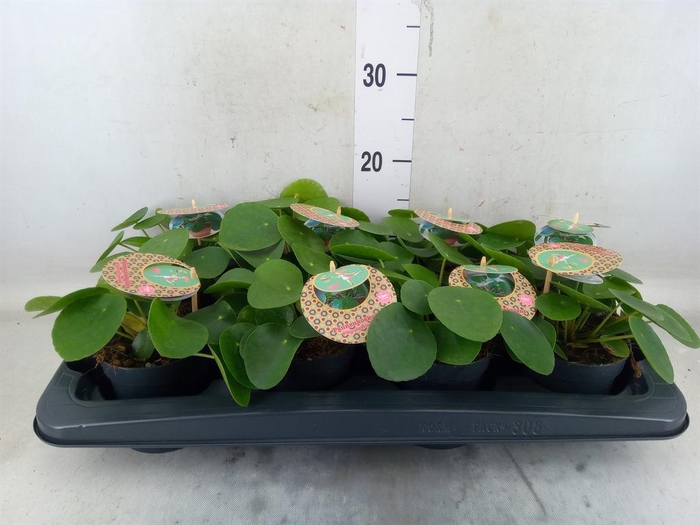 <h4>Pilea peperomioides</h4>