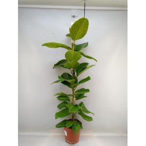 Ficus altissima