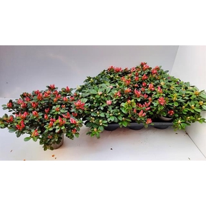 Rhododendron simsii mix 14Ø 32cm 35Ø