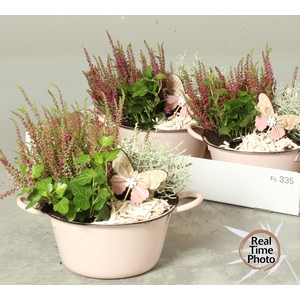 ARR TUINPLANTEN