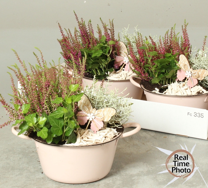 <h4>ARR TUINPLANTEN</h4>