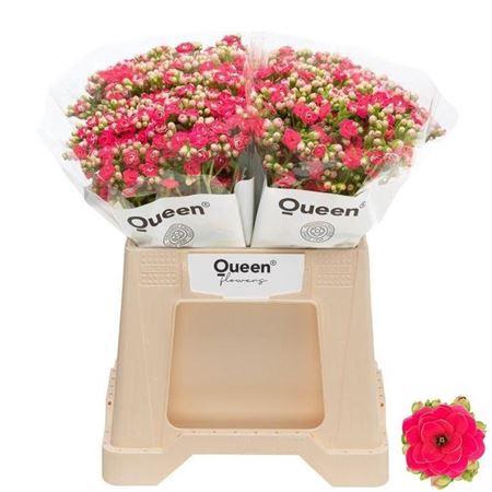 <h4>Kal Sens Pink Meadow</h4>