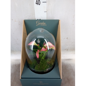 Arr.  Anthurium H%