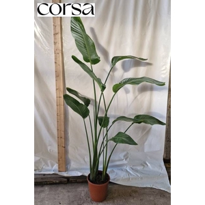 STRELITZIA NICOLAI P24 190CM