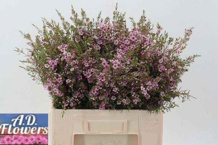 <h4>Cham Un Pink Shine</h4>