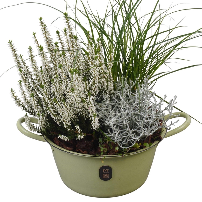 <h4>Arr.   Tuinplanten L%</h4>