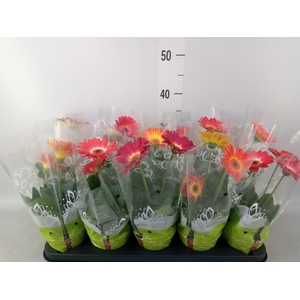 Gerbera   ...mix