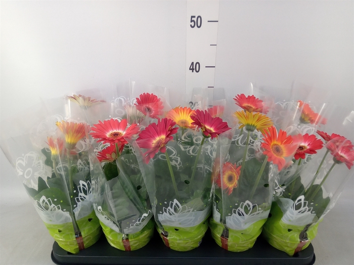 <h4>Gerbera   ...mix</h4>