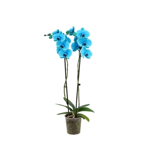 Phal I Am Ocean Blue 2T14+