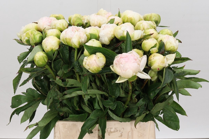 <h4>Paeonia Brother Chuck</h4>