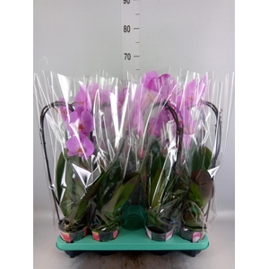 Phalaenopsis   ...
