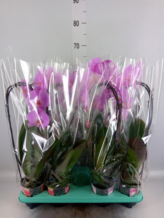 <h4>Phalaenopsis   ...</h4>