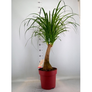 Beaucarnea recurvata