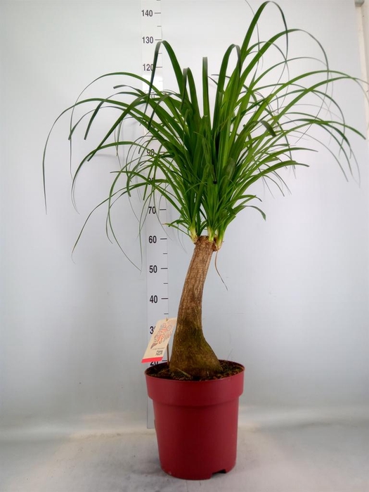 <h4>Beaucarnea recurvata</h4>