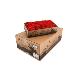 Reindeer Moss Red